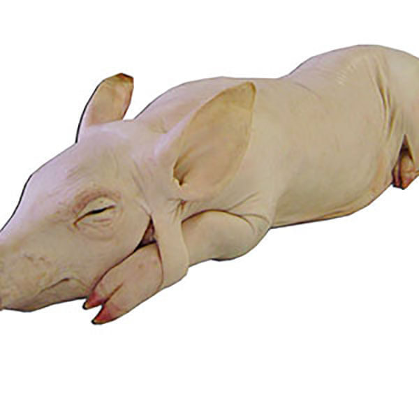 LECHON-CHICO-HASTA-13K-XKG